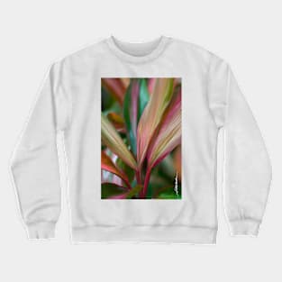 Maui Variegated Red Ti Crewneck Sweatshirt